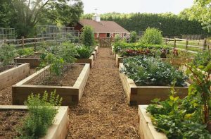 Raised garden beds made out of wood