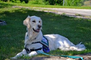 Service dog lying in the grass