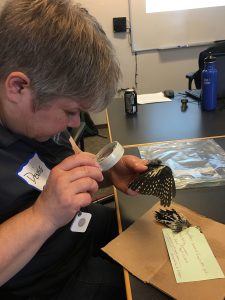 Denise examines a bird's feathers using a magnifying glass.