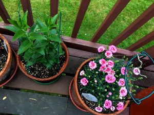 Two terra cotta pots hold plants that are green and pink