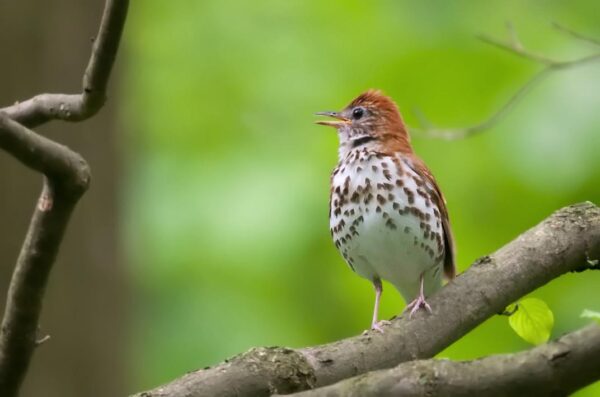 A bird sits on a tree branch.