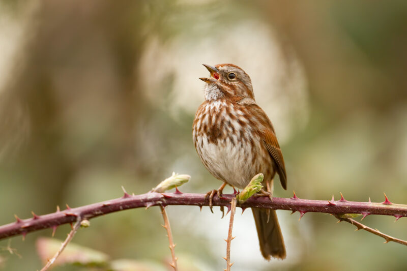 A song sparrow with white and reddish-brown feathers sings while sitting on a branch with thorns.