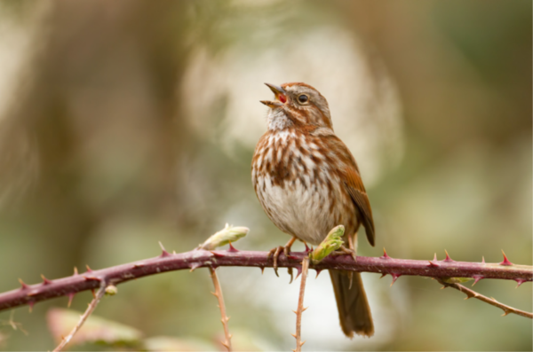 A singing brown and white Song Sparrow perched on a branch. with thorns.