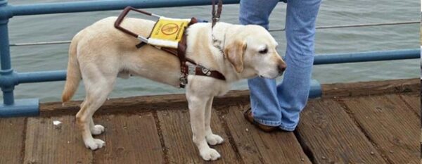 A guide dog in harness standing on a bridge with his human partner