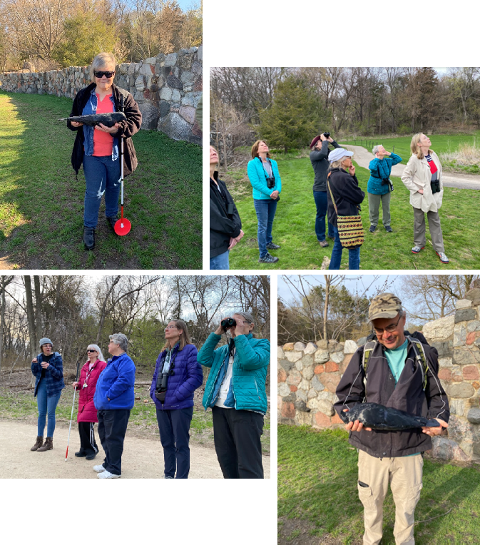 A collage with Denise and a man holding a 3D model of a bird, A group birders looking upward, and peering into the distance,