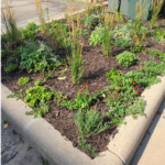 A garden plot next to the Williamson Street parking lot at the Council