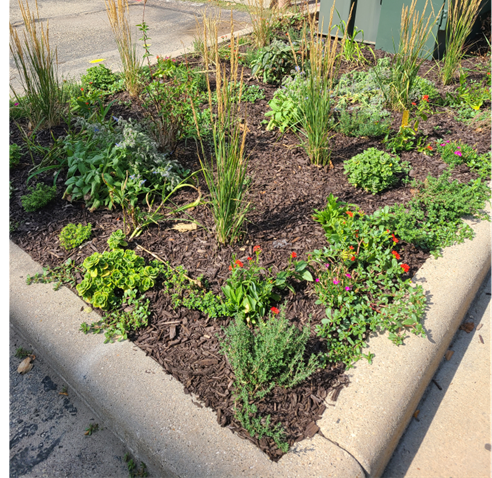 A garden plot next to a parking lot