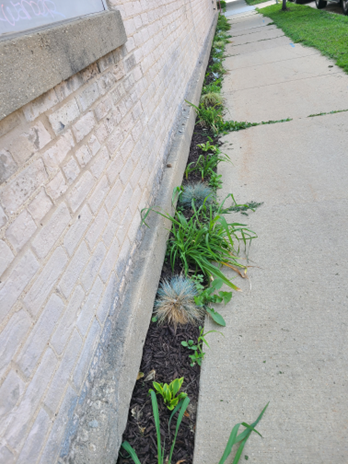 A narrow garden plot between sidewalk and building