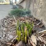 Tips of a green plant emerge from mulch in Spring.