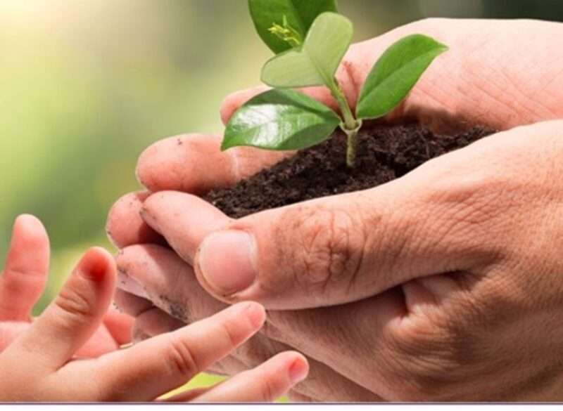 An adult’s hands passing a small plant into a child’s hands.