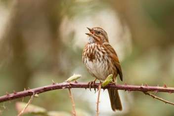 A song sparrow with white and reddish-brown feathers sings while sitting on a branch with thorns.