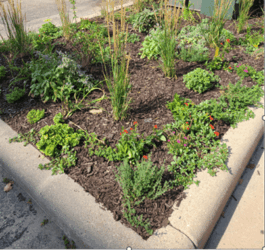 A garden plot at the edge of the entrance to the main parking lot at the Council.
