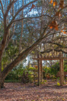A tree drips with Spanish moss over a wooden pergola and trail to a bench.