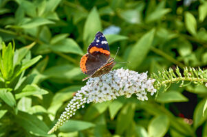 A butterfly sits on a white flower with a blurred green background.
