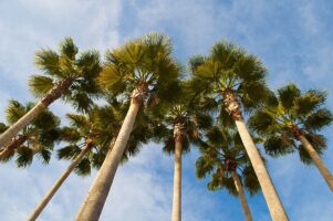 Looking up at a group of palm trees with blue sky in the background.