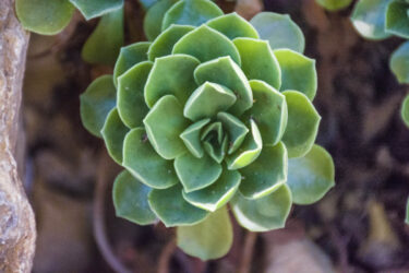 Close-up of a multi-leaved green succulent.