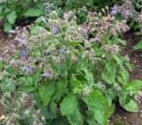 A decorative annual with coarse, hairy leaves and stems and beautiful sky-blue flowers in a star shape
