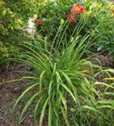 Bright orange fan like flowers on a tall stem in a fountain of grass-like foliage.
