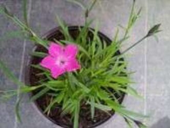 A 5 parted petal that is bright pink in color having frilly edged petals and tall grass leaves.