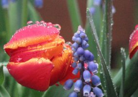Close-up of a bright orange-red tulip with purple bell flowers, both covered in giant dew drops.