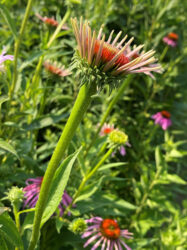 Photo of echinacea flowers in a field