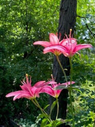 Photo of pink flowers against a background of trees