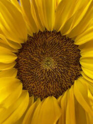 Close-up photo of the center of a yellow flower