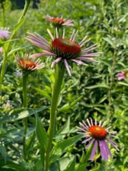 Photo of echinacea flowers in a field
