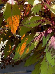 Photo of green and purple leaves with orange light playing on them