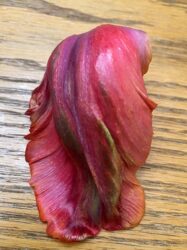 Close-up photograph of a red tulip petal resting on a grainy wood surface