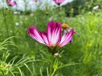 Close-up photograph of a flower with pink and white petals in a blurred field of grass