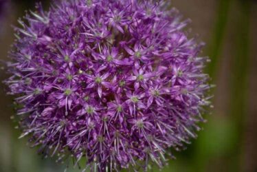 Close-up photograph of a flower with a round head composed of many small, purple, star-shaped flowers.