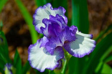Close-up photograph of a flower with wavy petals that are white with purple edges.