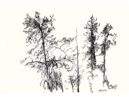 Four trees sketched in black charcoal on white paper.