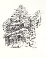 A group of trees, including one tall white pine, sketched in charcoal on white paper.