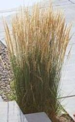 This grass averages 3-5 feet tall is famous for waving in the wind, adding motion to the landscape. Buff beige feathery tips on tall stalk blades.