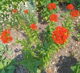 Red flowers about 1/2 in in size in the shape of the Maltese cross having dense terminal clusters on each tall standing stem.