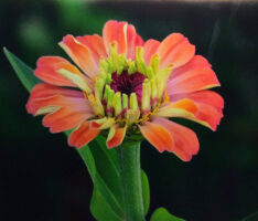 Close-up of a coral flower with green stem and leaf.
