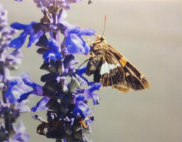 A moth climbs the side of a purple flower stalk.