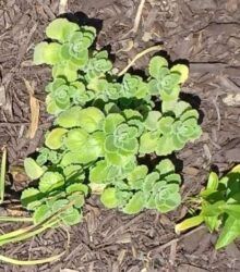 A minty aromatic plant with leaf edges that tend to be wavy, toothed, and scalloped.