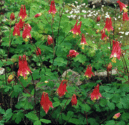 A flowering bush with red and yellow flowers held on long stems.