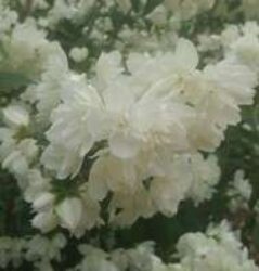 A dense shrub sporting oval, serrated, dark green leaves and features showy, cup-shaped, four-petal flowers.