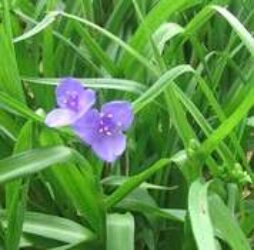 The flower's three broadly oval petals light purple in color. Flowers only last a day or two but new ones grow in consistently thorough the summer months.