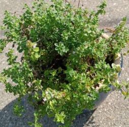a mixture of Thyme plants growing to about 10-12 inches, the stems are slender and wiry with green-grey evergreen like leaves.