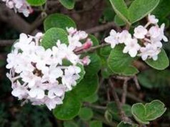 these flowers start as pink buds and change to rounded clusters of white blooms. Flowers have an unsurpassed clove-like fragrance.