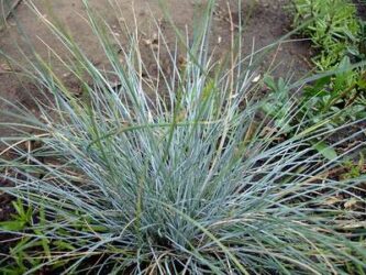 A small patch of ornate grass having a light green blue color.