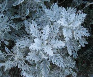 Also known as silver ragwort. The plant has white leaves.
