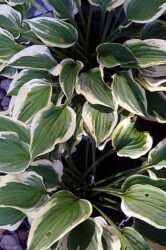 Wide leave plant with dark green leaves and streaks of white along the leaves edge.