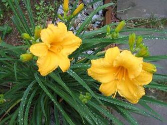 Lilies in full bloom with bright yellow flowers