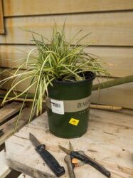 A plant with long grass like leaves placed in a pot next to pruning shears